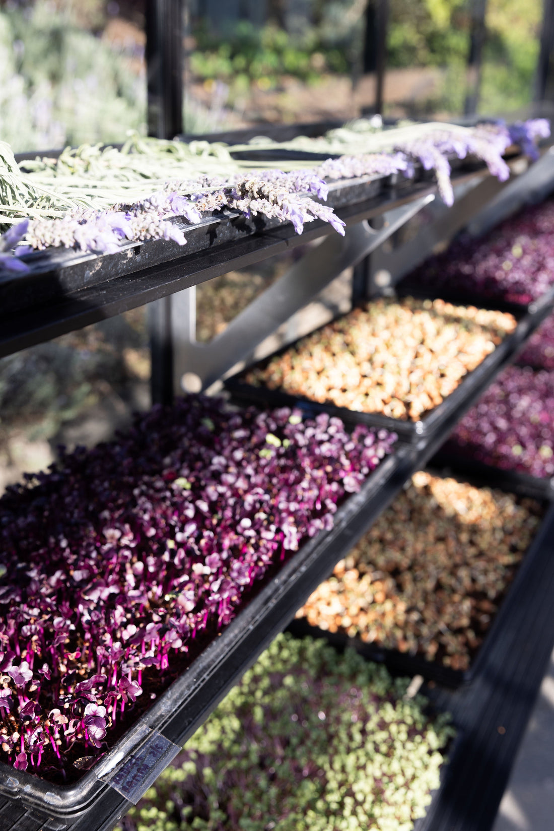 Greenhouse to Garden: Your NZ Planting Guide for Year-Round Growing