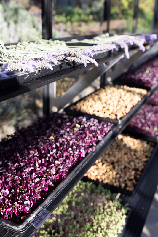 Greenhouse to Garden: Your NZ Planting Guide for Year-Round Growing