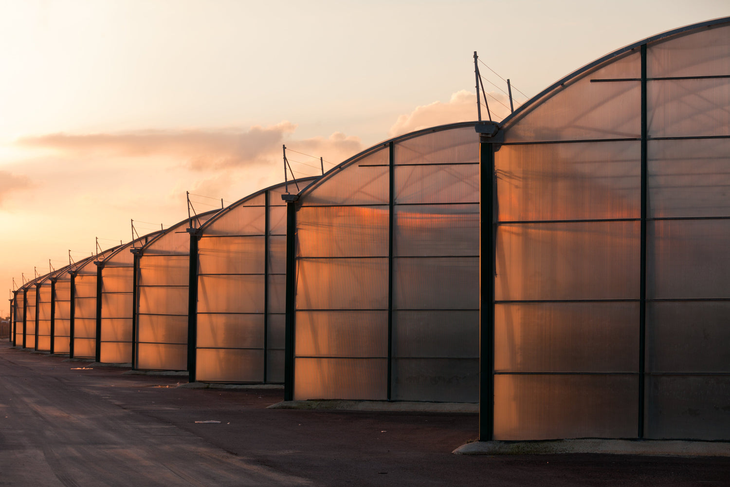 Commercial Tunnel Houses