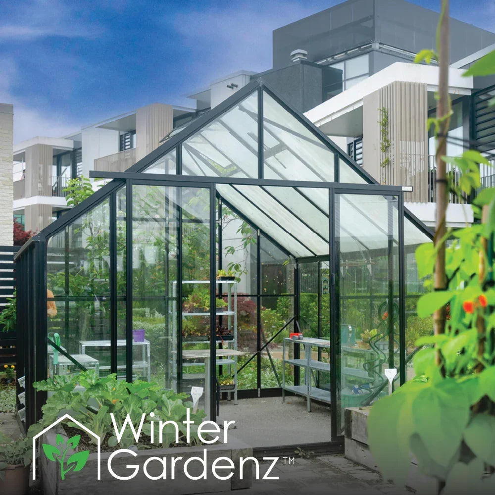 Glass greenhouse with black frame in modern urban garden, featuring plants and gardening shelves