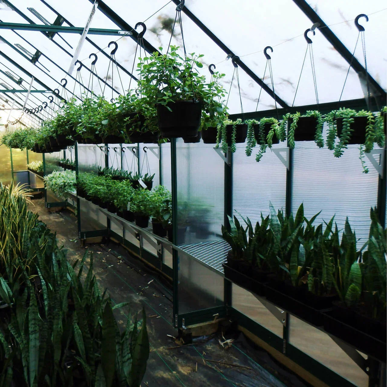 10x16 Greenhouse 6mm Polycarbonate