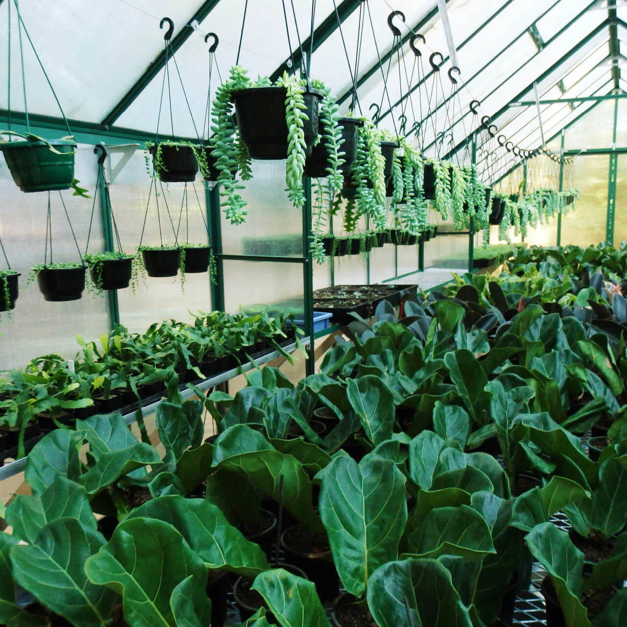 10x20 Greenhouse 6mm Polycarbonate