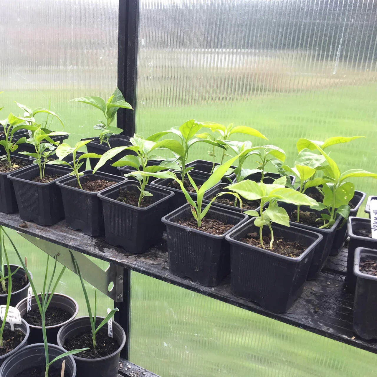 8x10 Greenhouse 6mm Polycarbonate