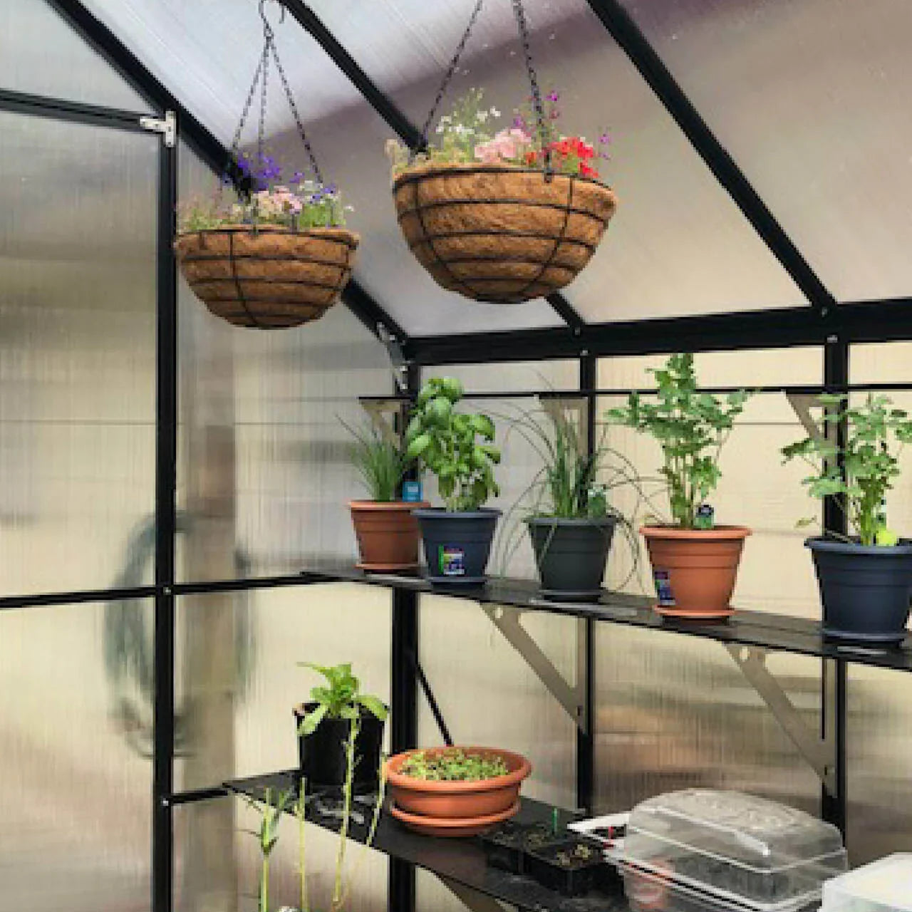 8x10 Greenhouse 6mm Polycarbonate
