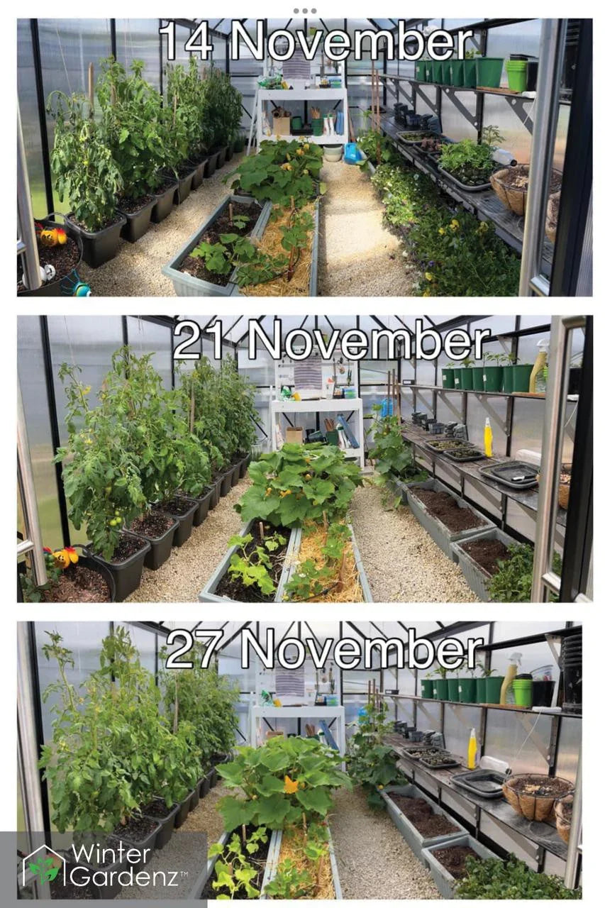  8x10ft (2.6x3.2m) Greenhouse 6mm Polycarbonate 