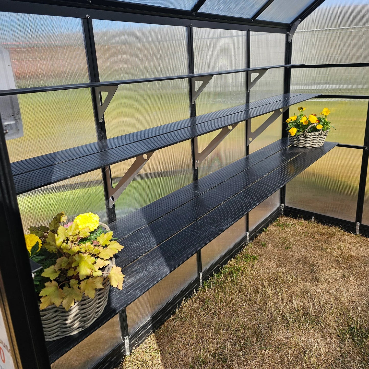 Interior of a small greenhouse with black metal shelves and flower baskets with yellow blooms