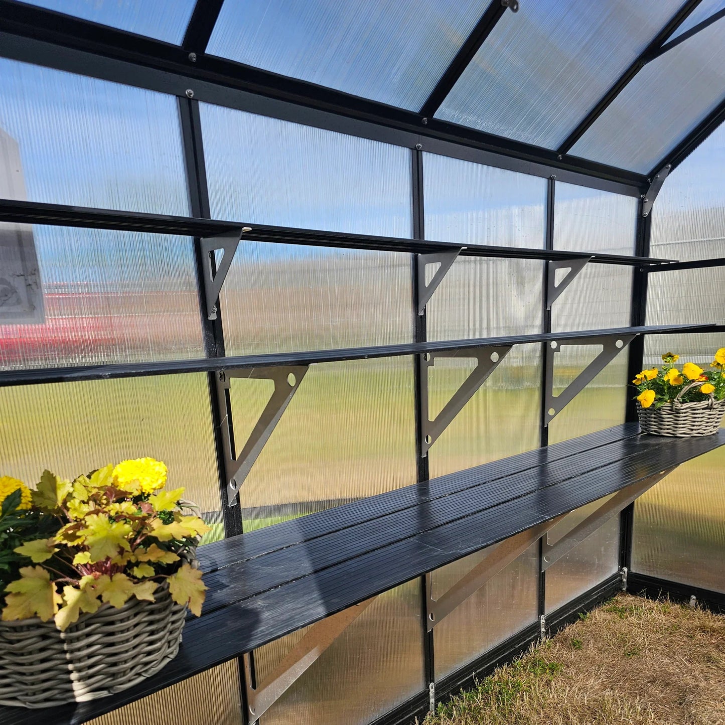 Black metal shelving unit with two levels inside a greenhouse, holding wicker baskets with yellow flowers