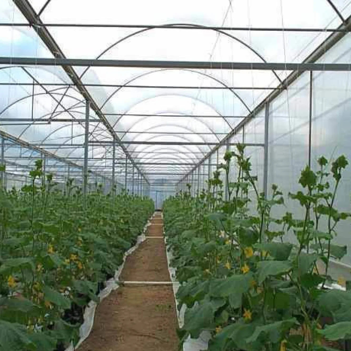 Polygro Greenhouse Film 200mu - wintergardenz.co.nz